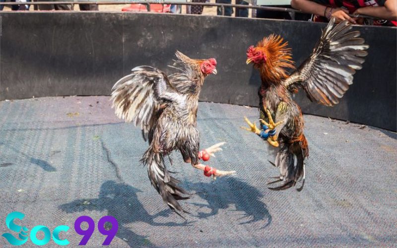 Ảnh hưởng từ gen giúp gà chiến có tố chất chiến đấu