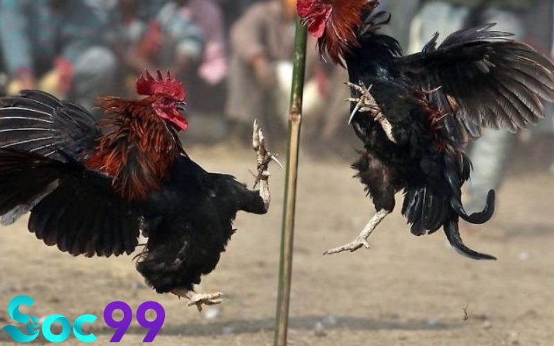 Bí quyết phân tích kèo cược khi chọi gà