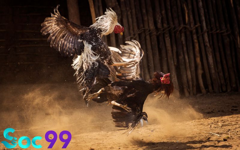 Cá cược đá gà anh em cần chú ý những gì?