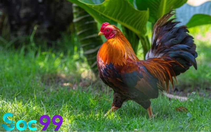 Các điềm báo thấy nuôi gà thường gặp khi mơ