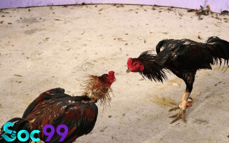 Cách chọn gà đá hay dựa vào màu chân vàng