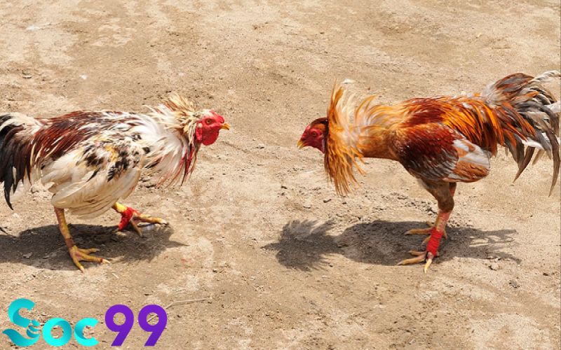 Cách nhận diện gà đá đã sẵn sàng thì đấu