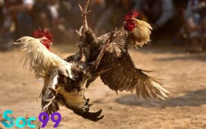 cách nuôi gà đá chân mạnh