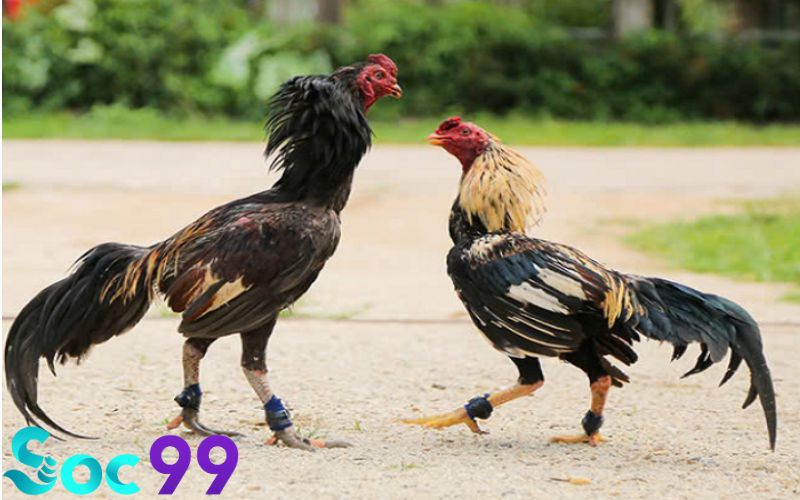 Cách nuôi gà đá chân mạnh dựa vào chế độ ăn uống