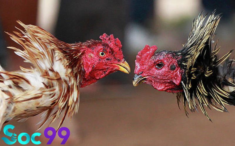 Cách nuôi gà đá chân mạnh sau mỗi buổi tập