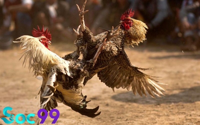 cách nuôi gà đá chân mạnh