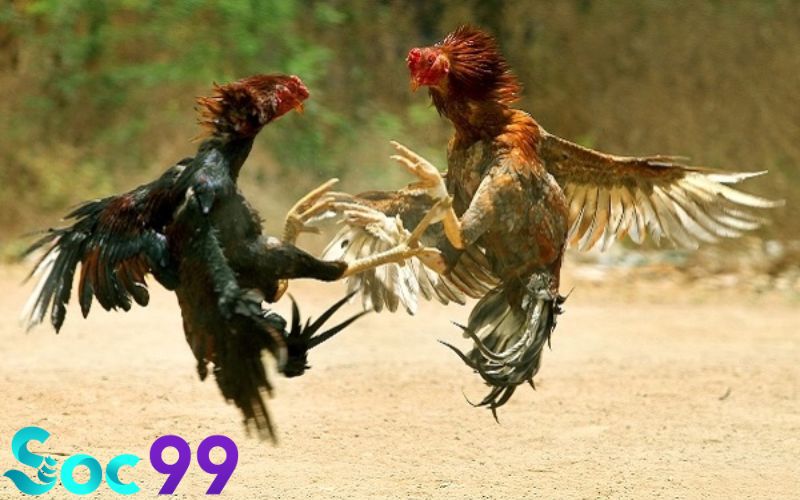 chọn màu chân gà đá