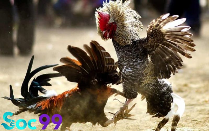 Chú ý quan trọng khi chọn màu chân gà đá