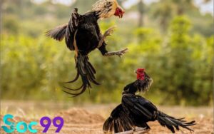 đá gà Thomo mới nhất