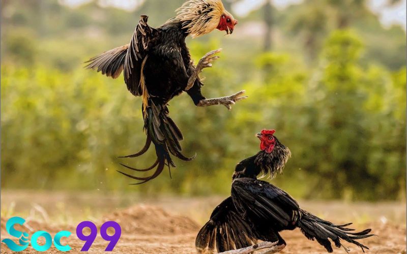 đá gà Thomo mới nhất