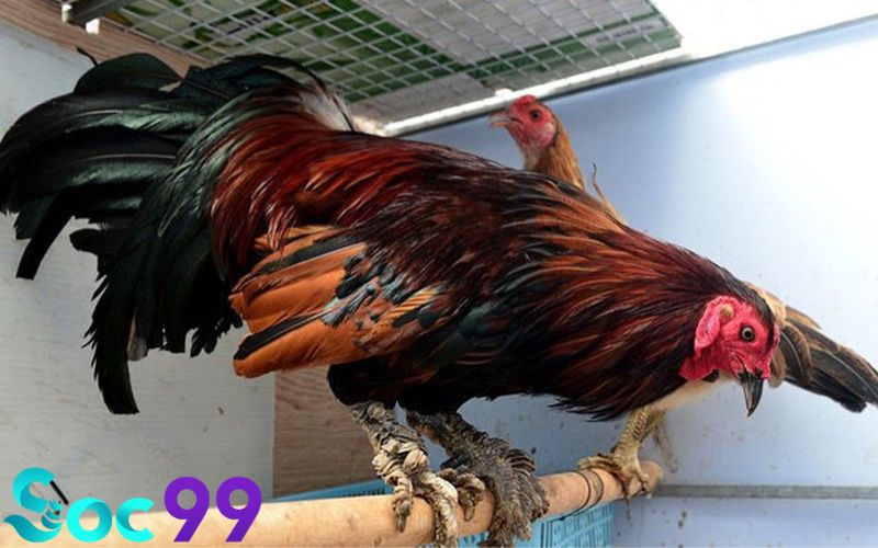 Đặc điểm nổi bật của một chú gà Vảy Rồng tiềm năng
