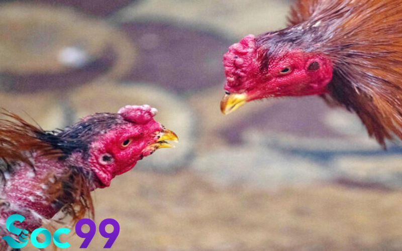 Gà chọi nuôi bao lâu thì đá được