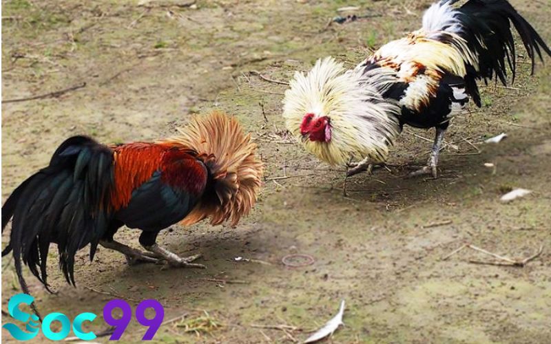 Gà có chân đen thường có sức mạnh bền bỉ