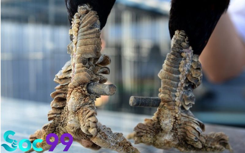 Gà Vảy Rồng tốt hay xấu? Giải mã ngay!