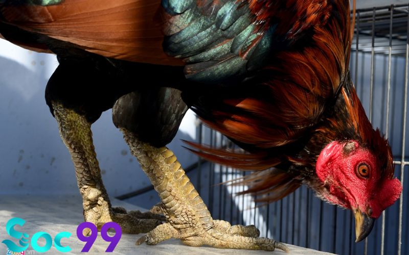 gà Vảy Rồng tốt hay xấu