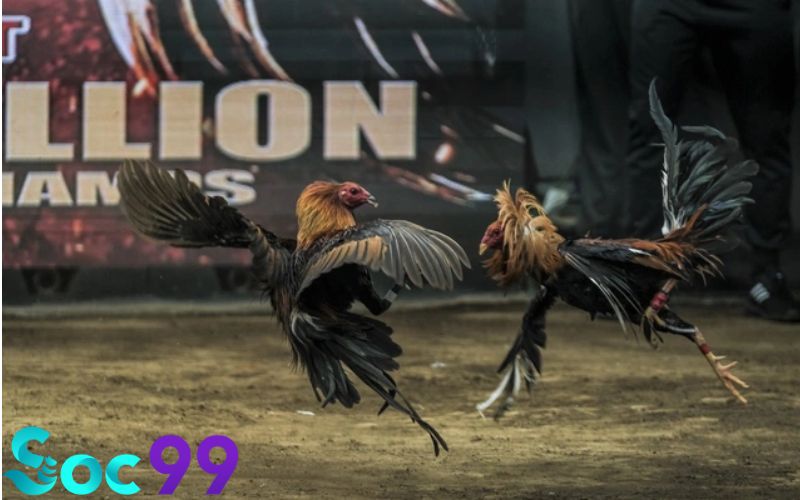 Giải mã gà chọi nuôi bao lâu thì đá được dựa vào độ tuổi