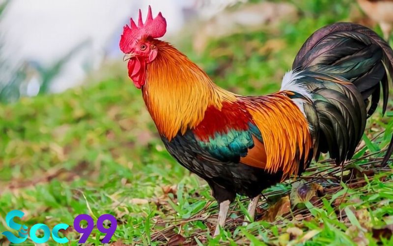 Lý giải điềm mộng và cách chọn các số may mắn?