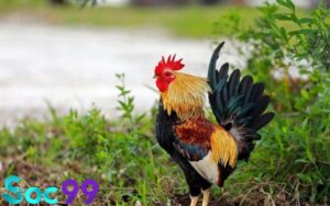 mơ thấy nuôi gà