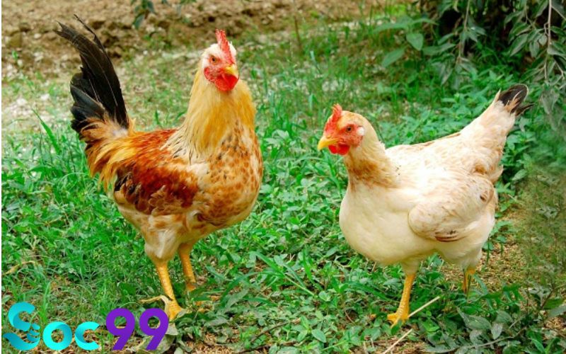 Mơ thấy nuôi gà có ý nghĩa thế nào? Giải mã chi tiết?