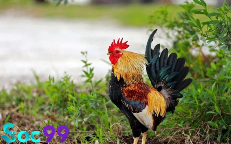 mơ thấy nuôi gà