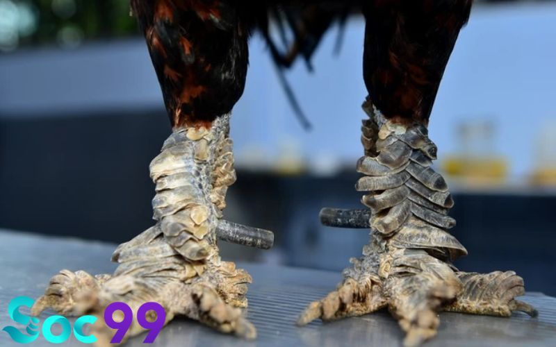 Nhược điểm cần chú ý khi lựa chọn gà chọi có Vảy Rồng