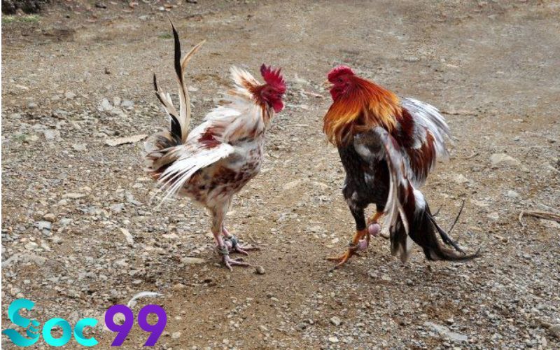 Trường gà Thomo - Nơi diễn ra nhiều trận đấu hấp dẫn